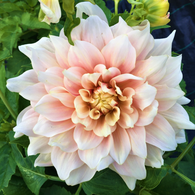 Dahlia Breakout